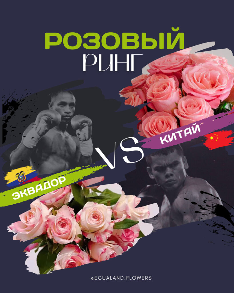 Эквадорская роза или китайская: в чем разница?